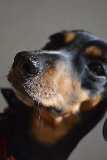 Guía práctica para limpiar la oreja de un perro con otitis